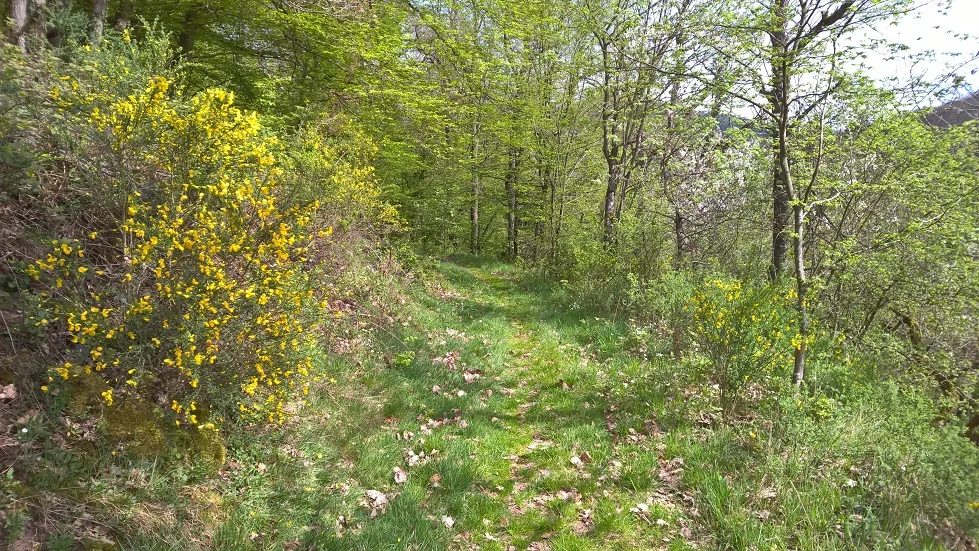 Wanderweg oberhalb von Heimbach | © Michael Cremer 2024 | © Michael Cremer