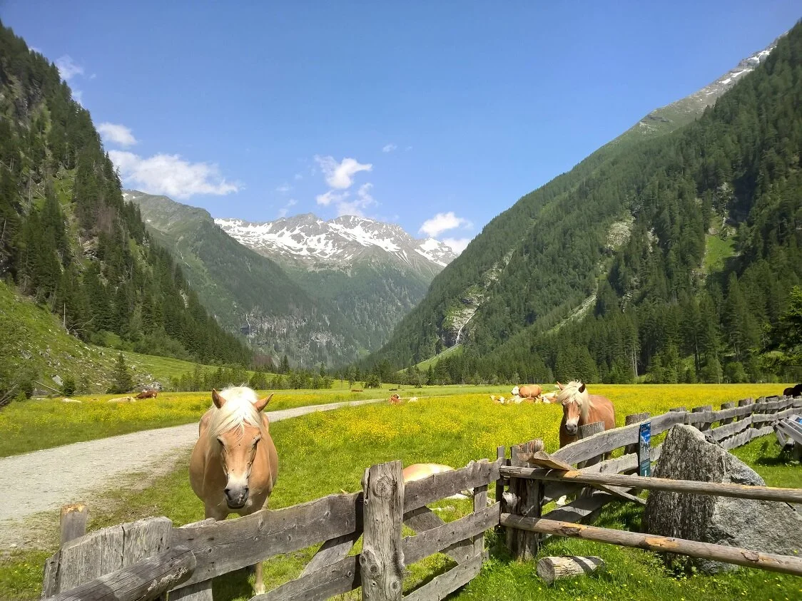 Haflinger am Stappitzsee | © Michael Cremer 2024 | © Michael Cremer