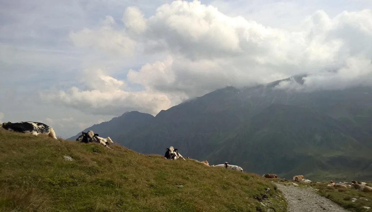 Glückliche Kühe im Tauerntal | © Michael Cremer 2024 | © Michael Cremer