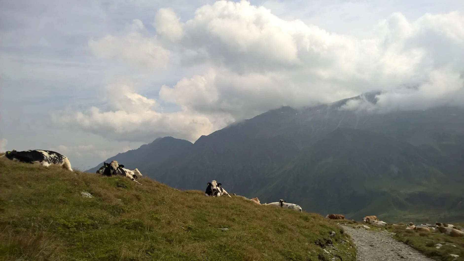 Glückliche Kühe im Tauerntal | © Michael Cremer 2024 | © Michael Cremer