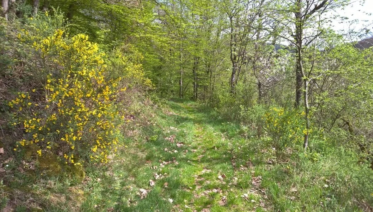 Wanderweg bei Heimbach in der Rureifel | © Michael Cremer 2024 | © Michael Cremer