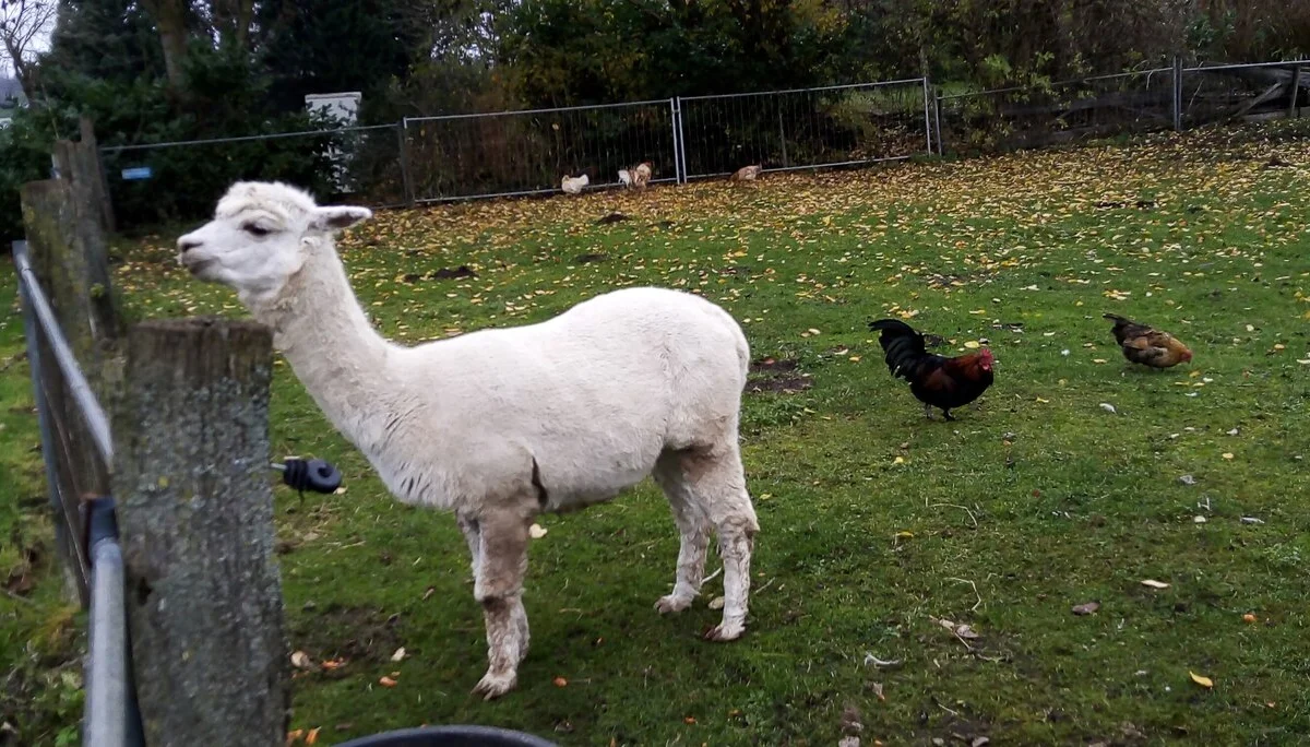 Weihnachtswanderung bei Grefrath | © Petra Herrchen 2022 | © Petra Herrchen