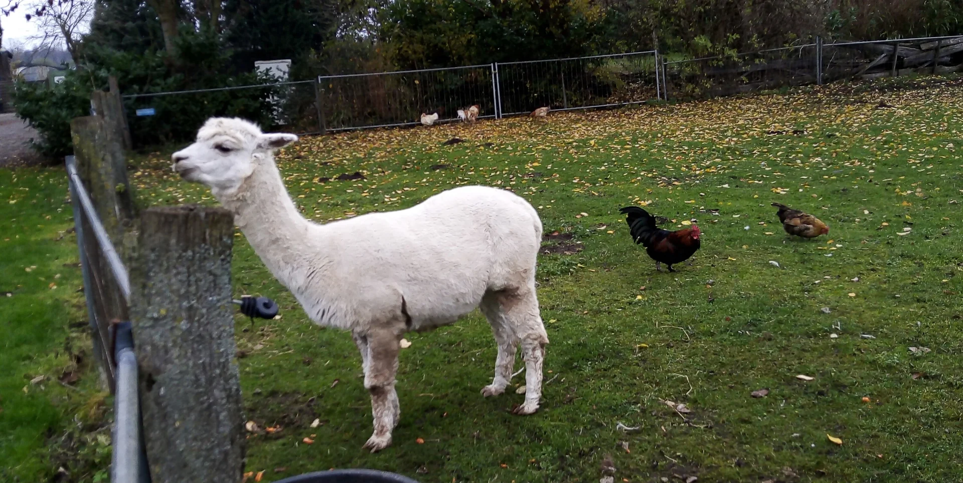 Weihnachtswanderung bei Grefrath | © Petra Herrchen 2022 | © Petra Herrchen
