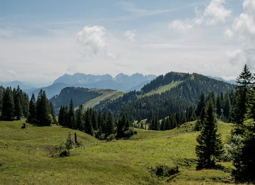 Bergwiesen in den Chiemgauer Alpen | © DAV/Hans Herbig